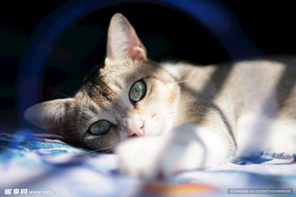猫