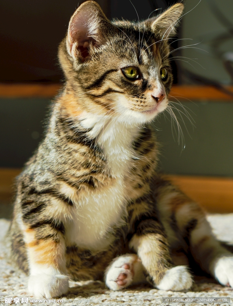 猫