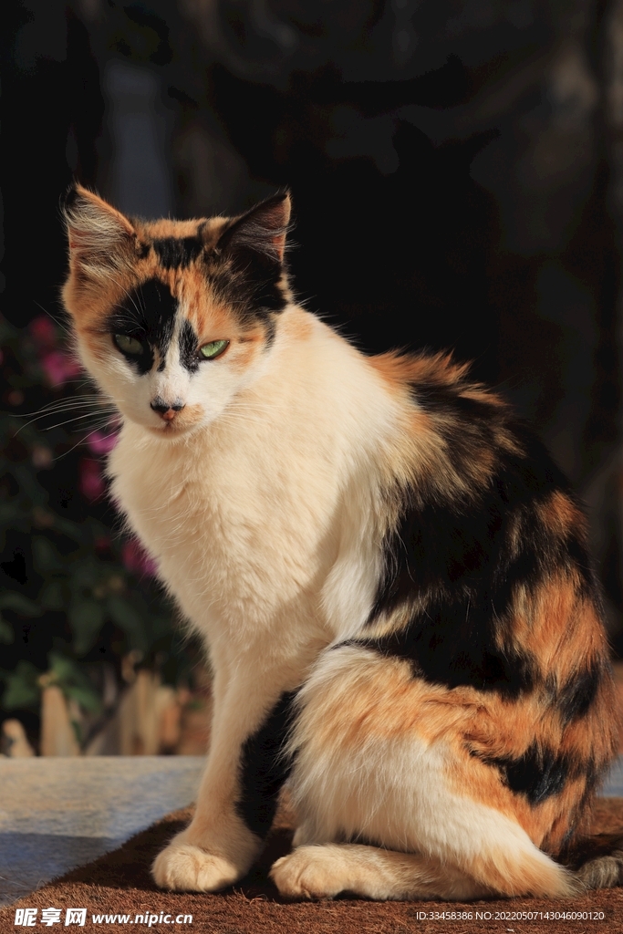 猫 