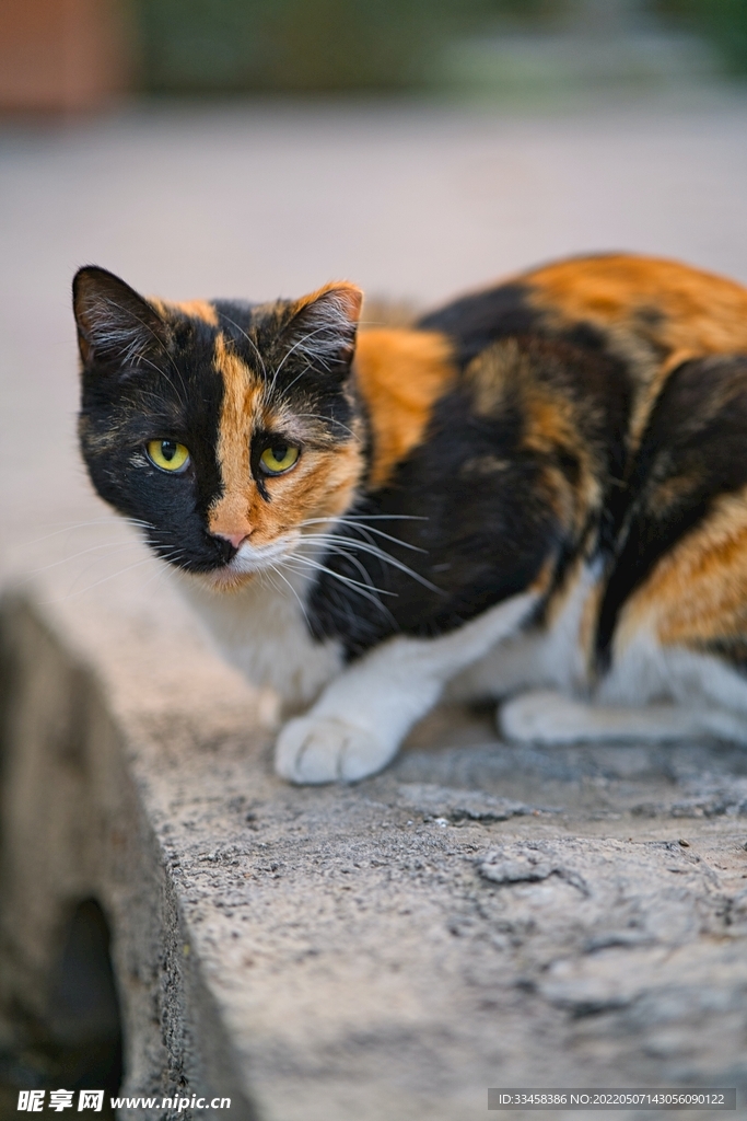 猫 