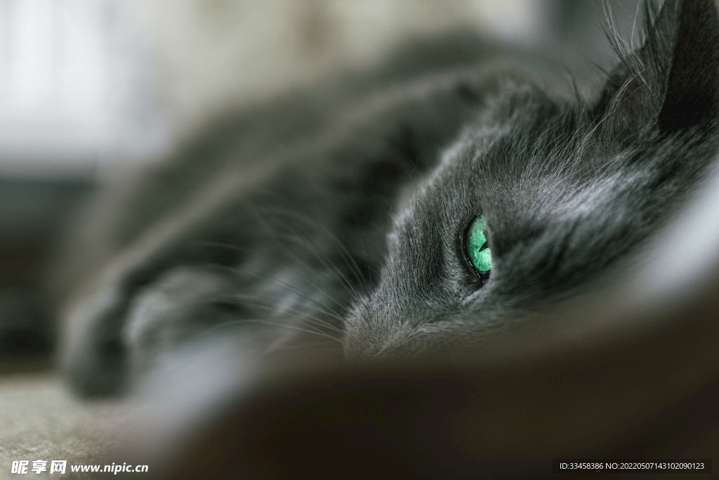 猫