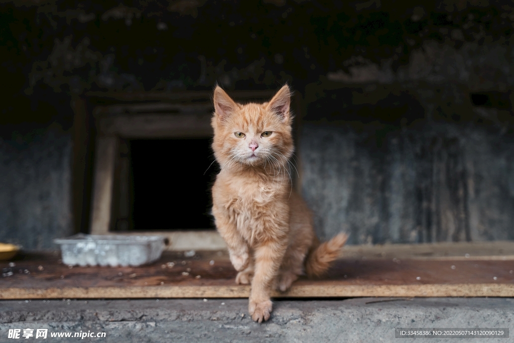 猫 
