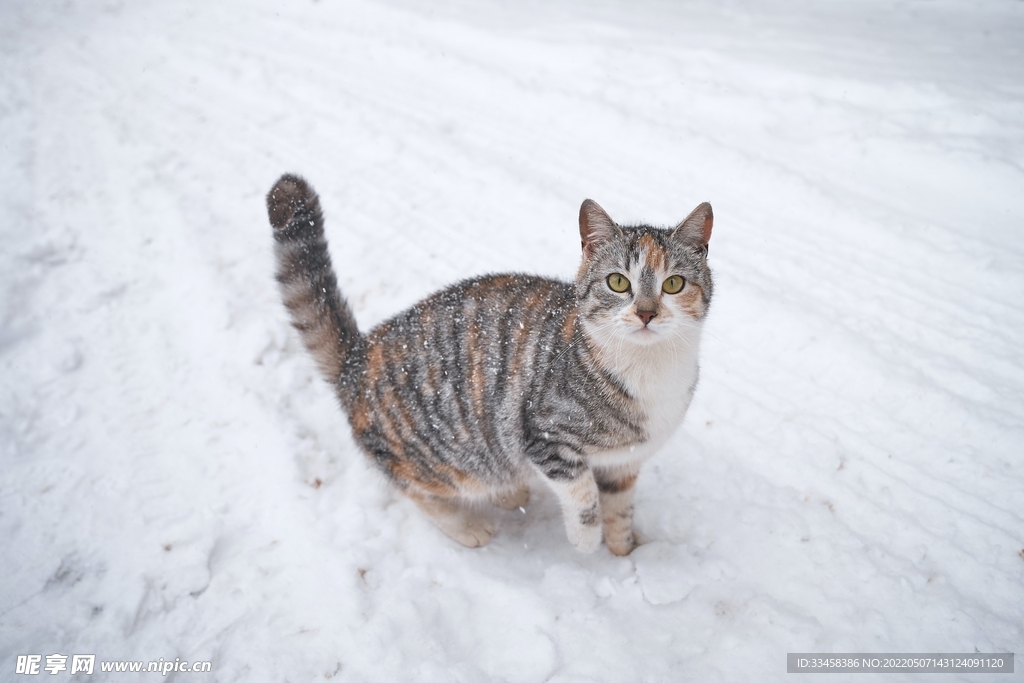 猫 