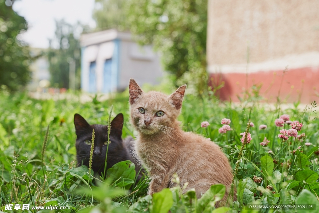 猫