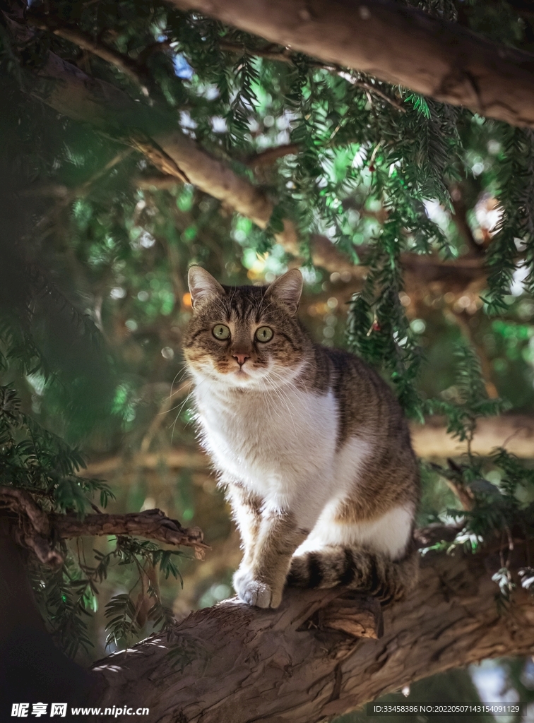 猫