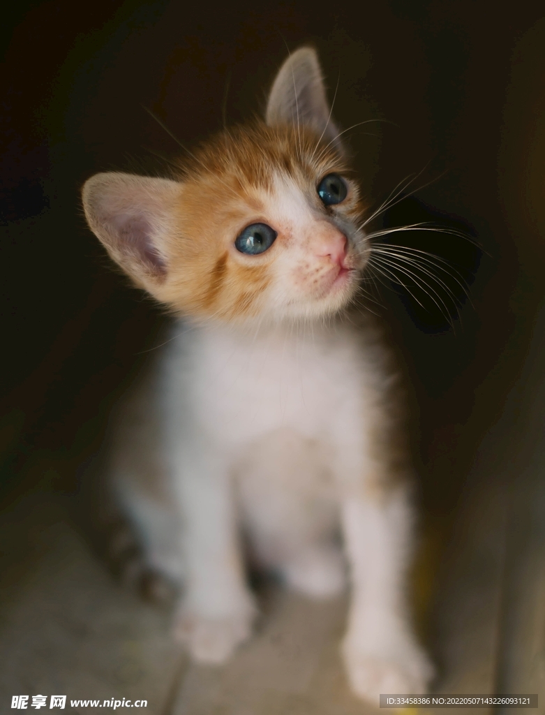 猫 