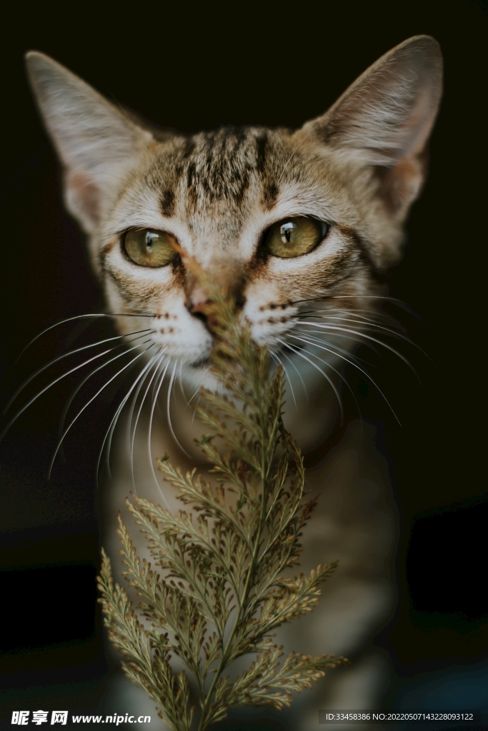猫