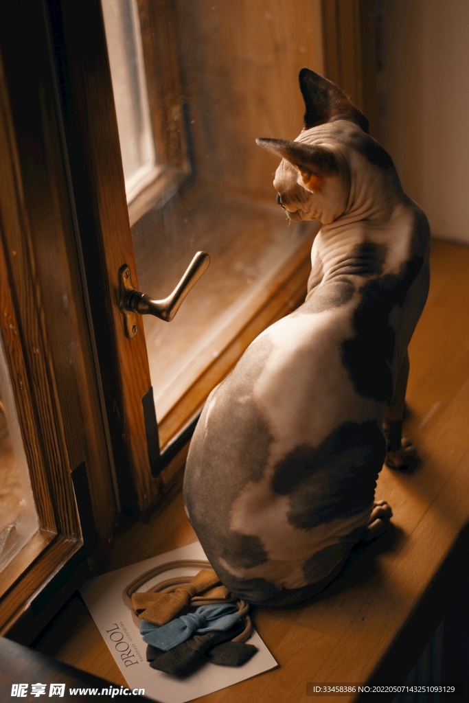 猫 