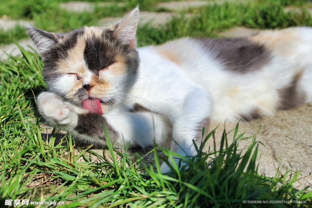 猫 