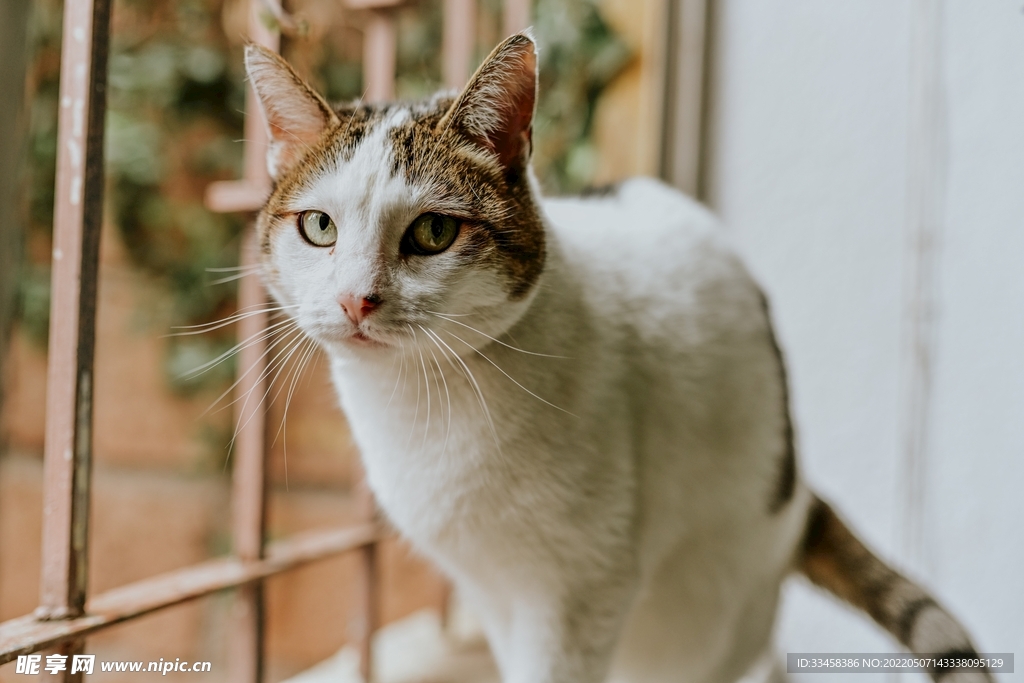 猫