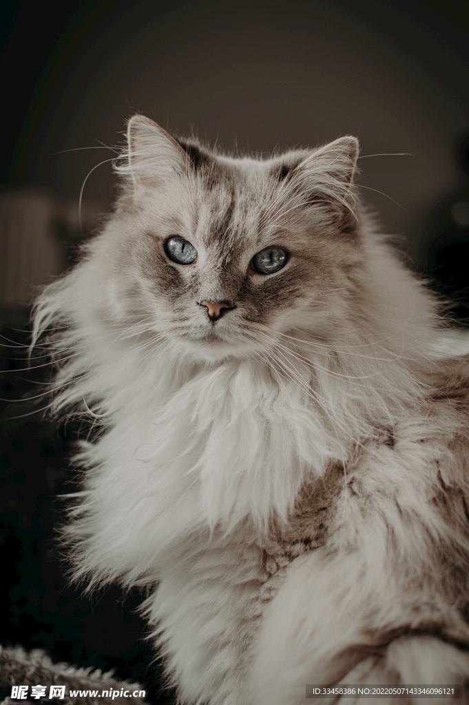 猫 
