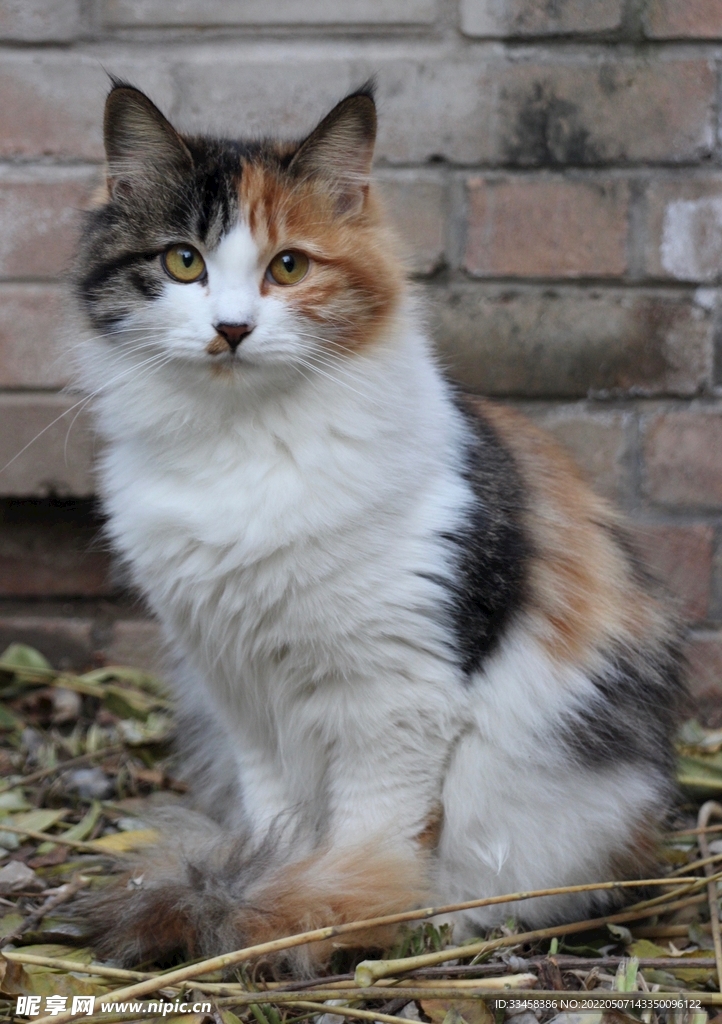 猫 