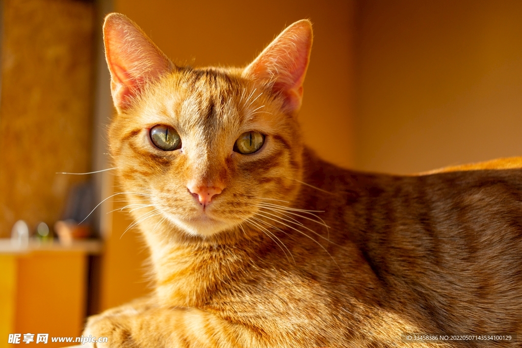 猫 