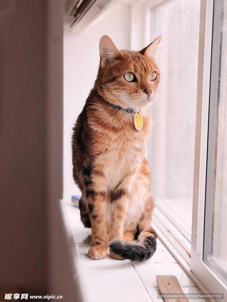 猫 