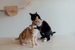 猫 