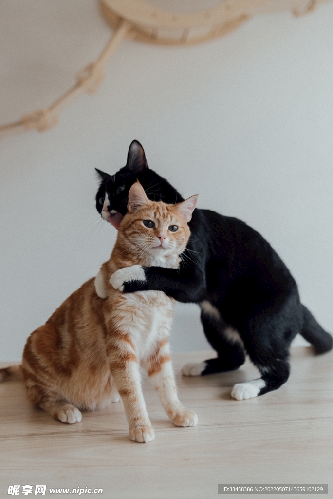 猫