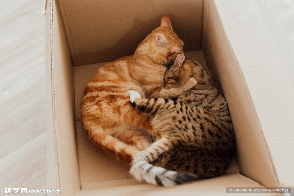 猫