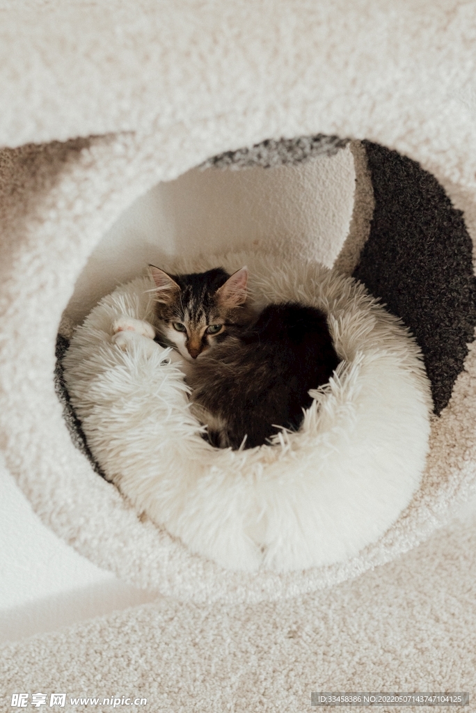 猫