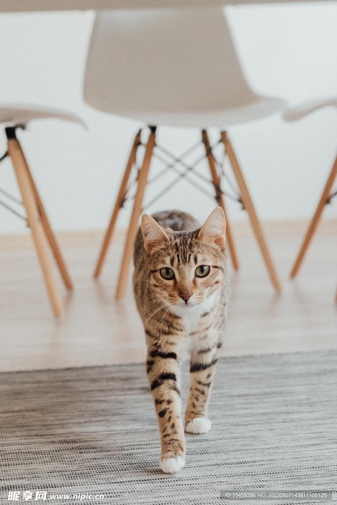猫 
