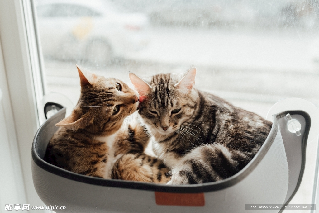 猫