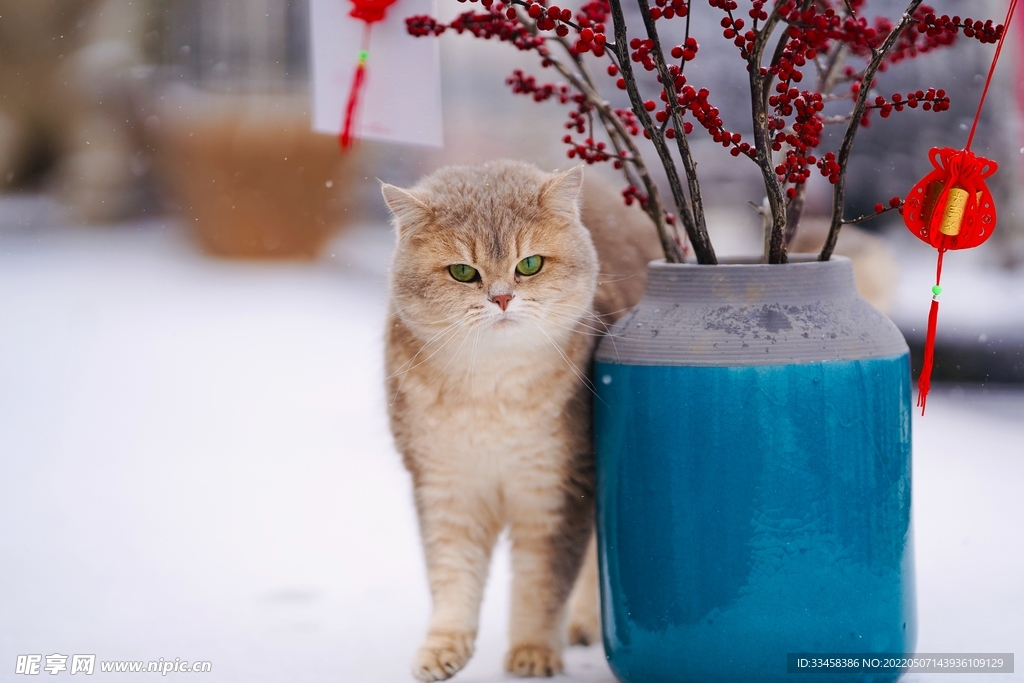 猫 