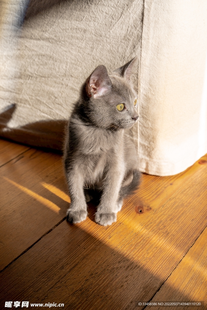 猫 