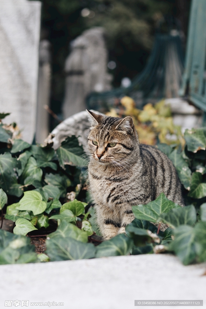 猫
