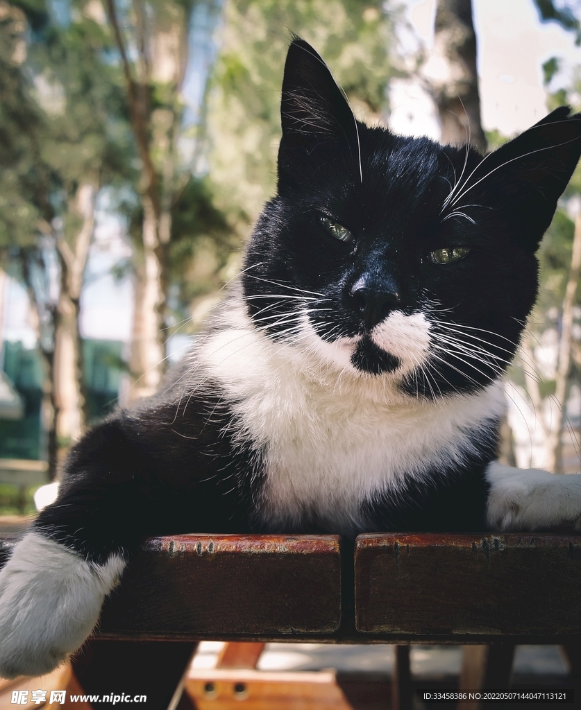 猫