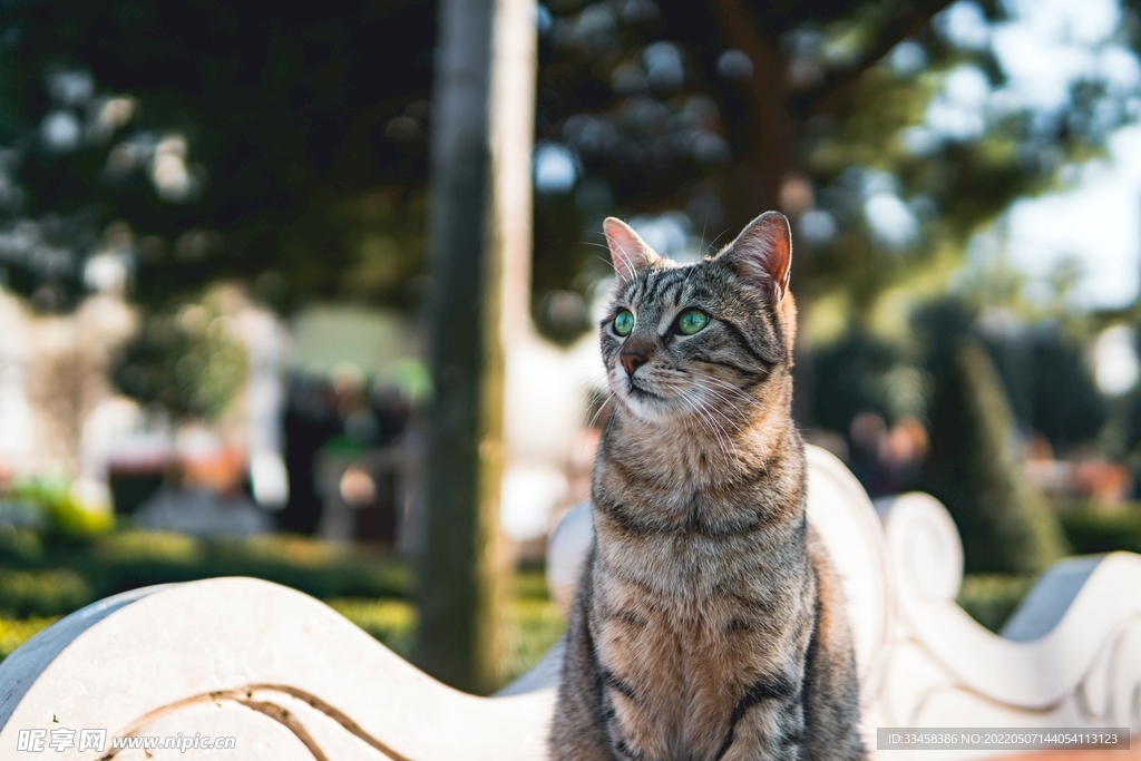 猫