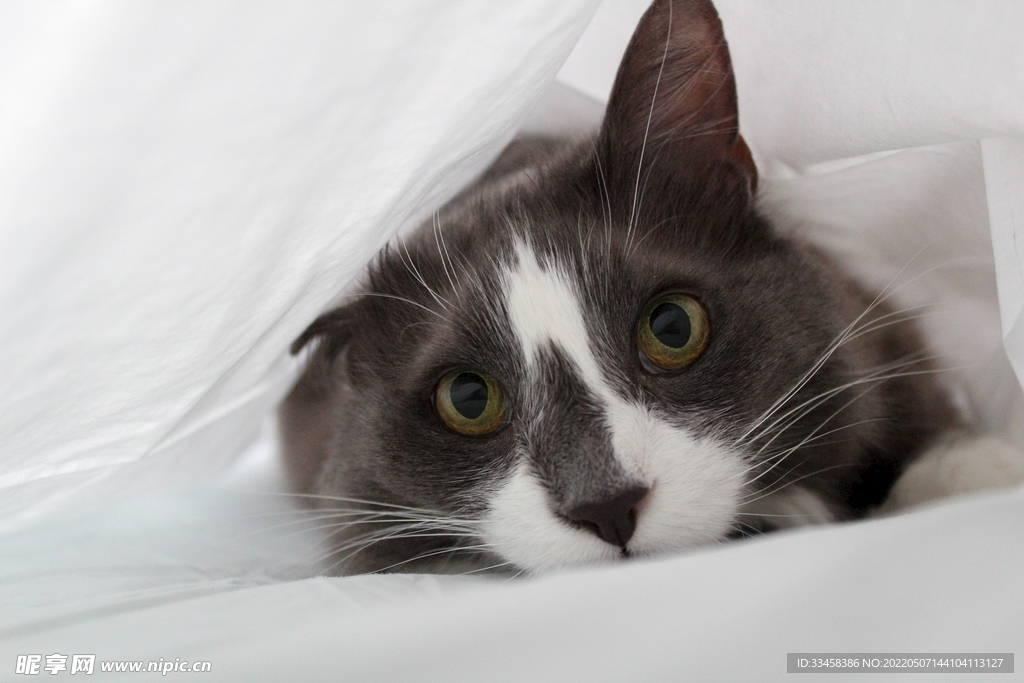 猫 