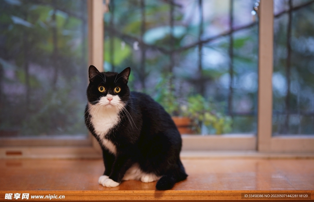 猫 