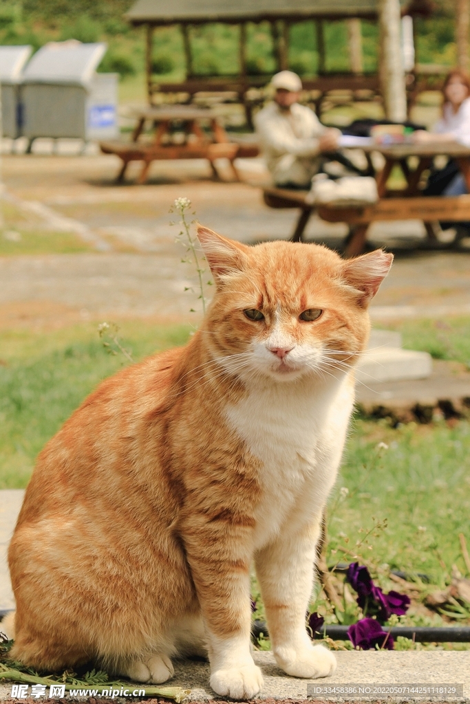 猫