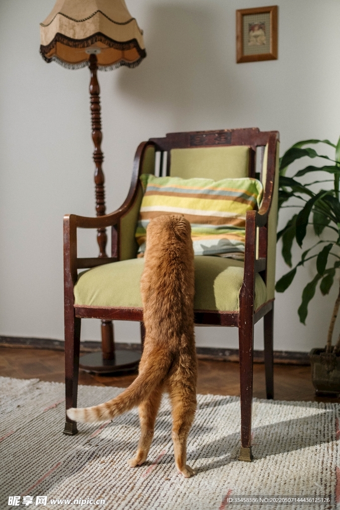 猫