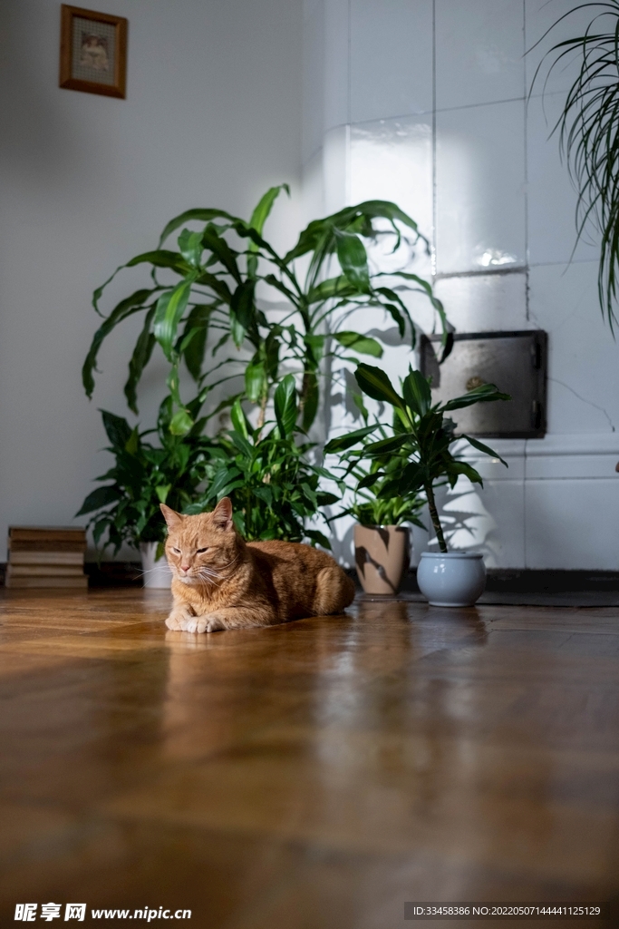 猫 