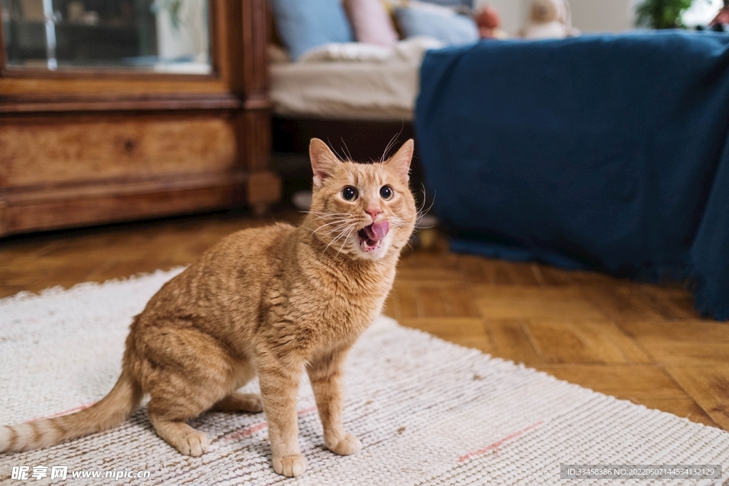 猫 