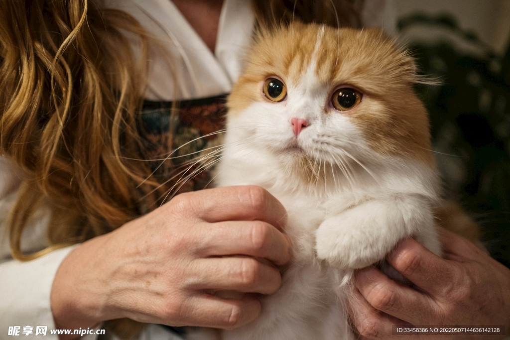 猫