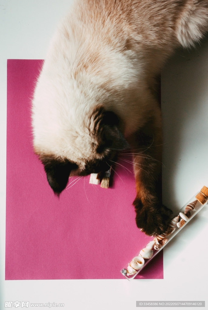 猫