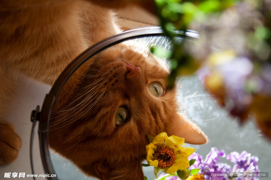 猫 
