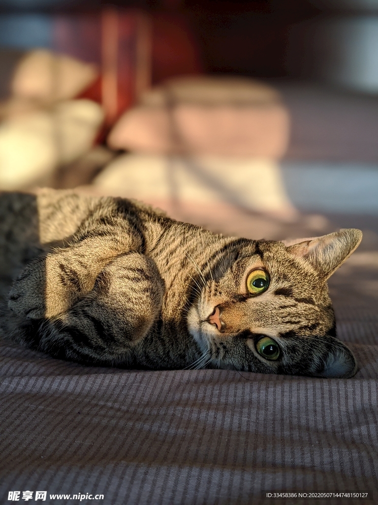 猫 