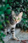 猫 
