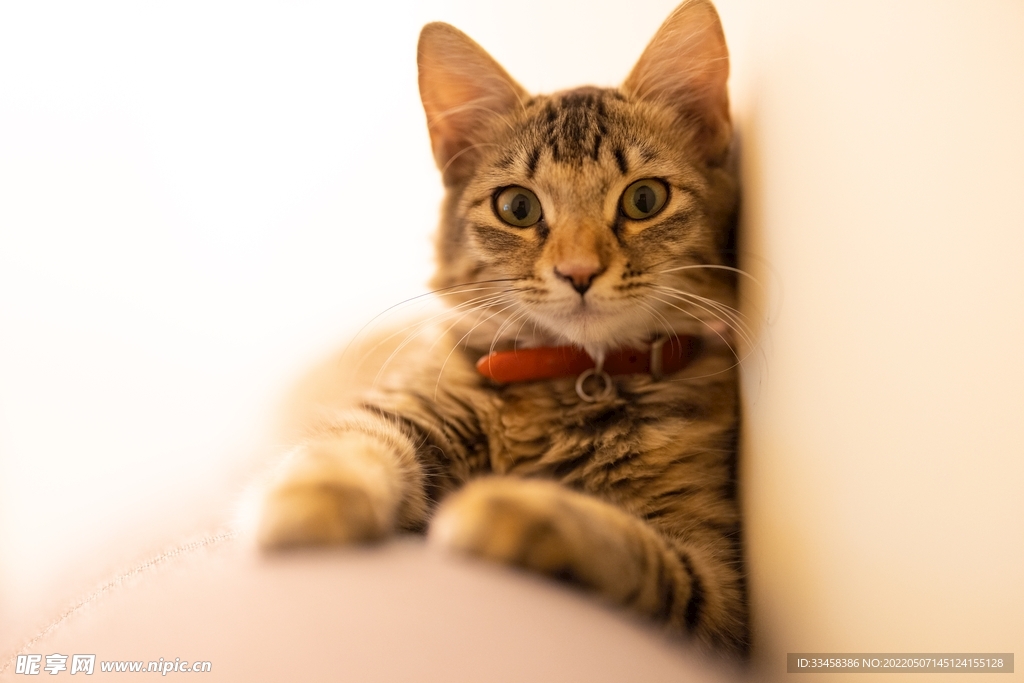 猫 