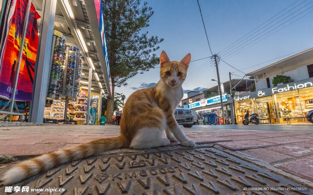 猫