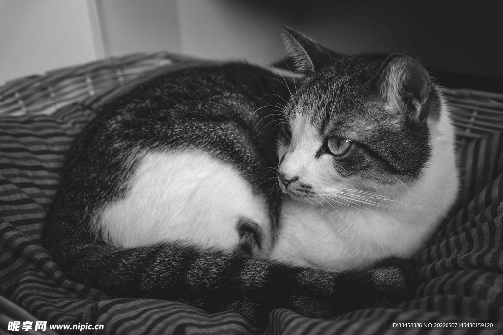 猫 