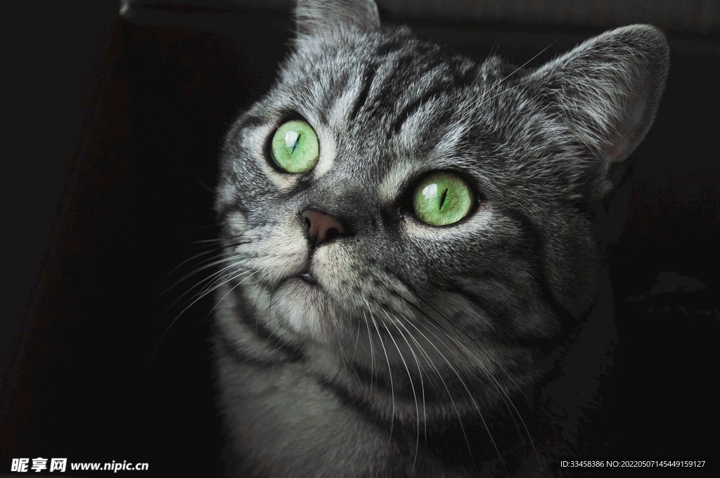 猫 
