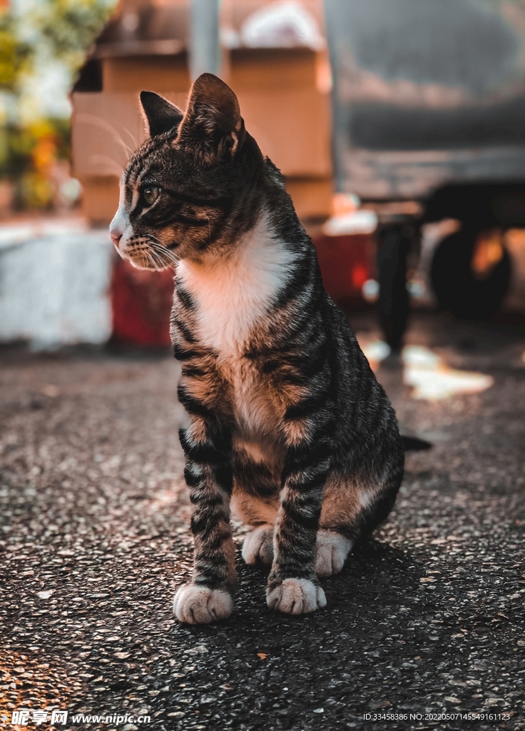 猫 
