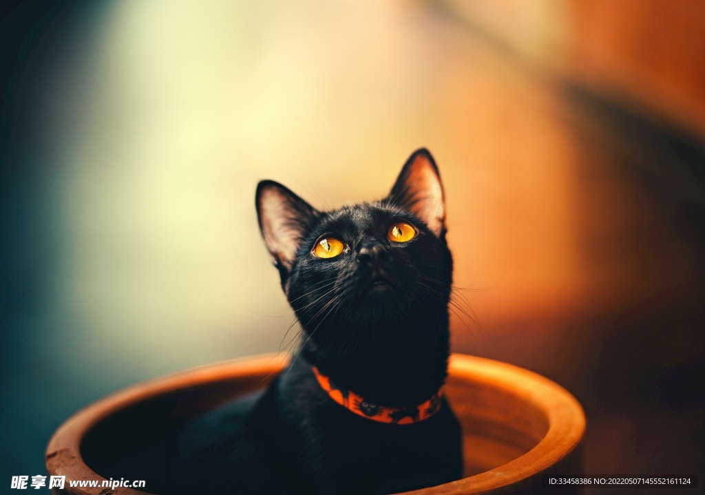 猫 