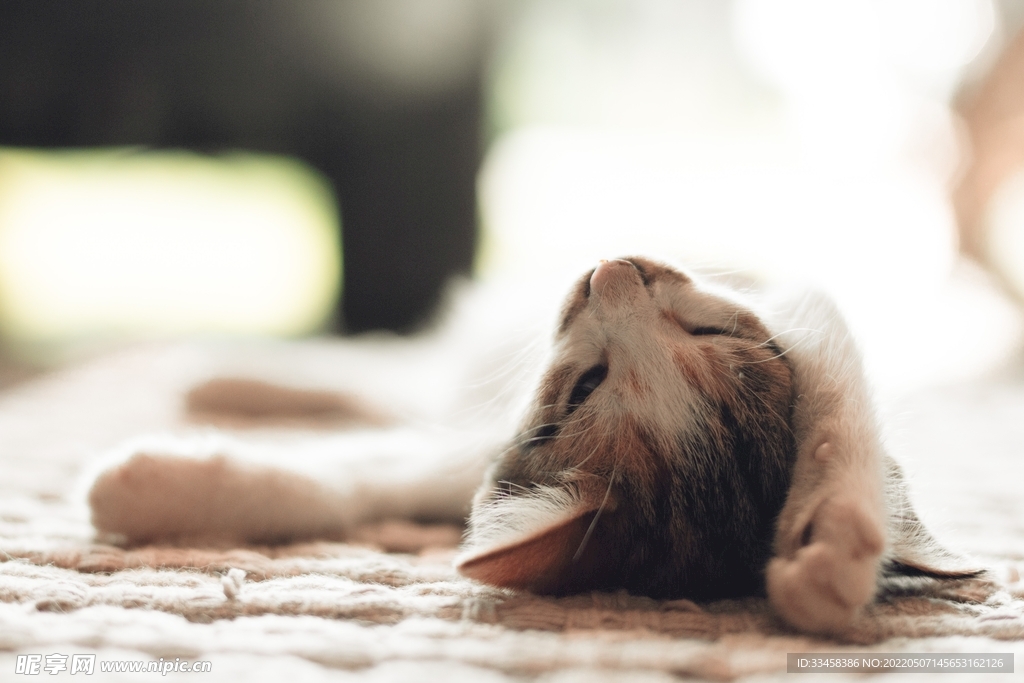 猫 