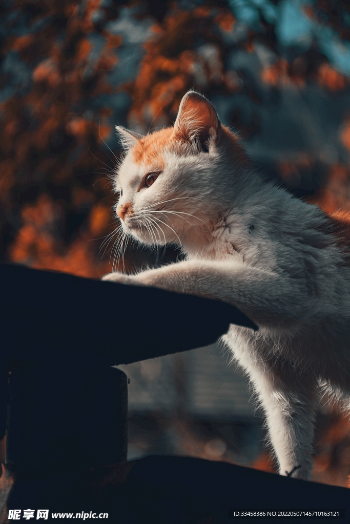 猫