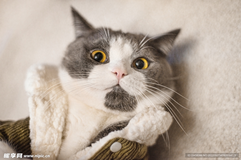 猫 