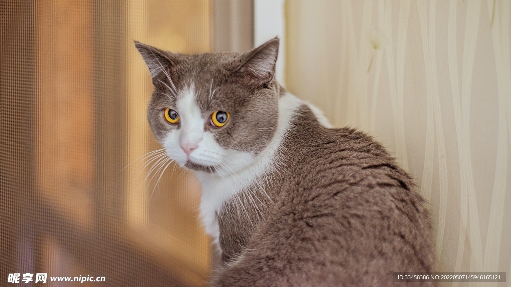 猫 